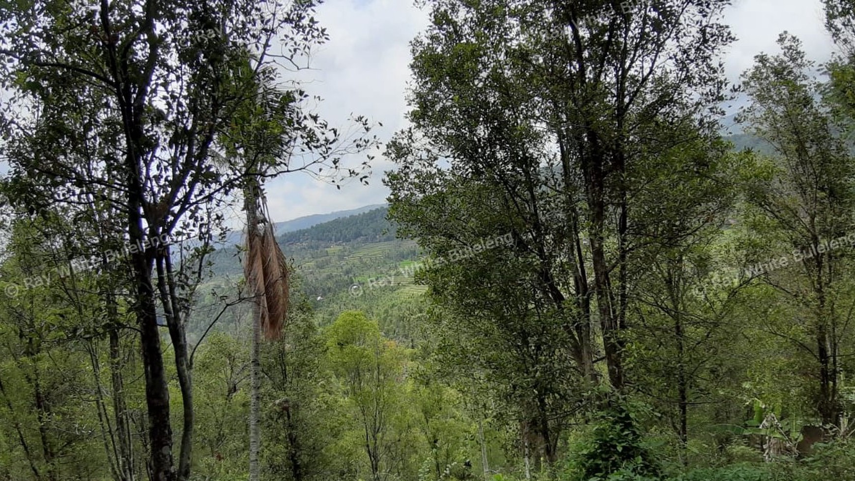 Amazing Rice Terrace View Land For Sale In Banjar