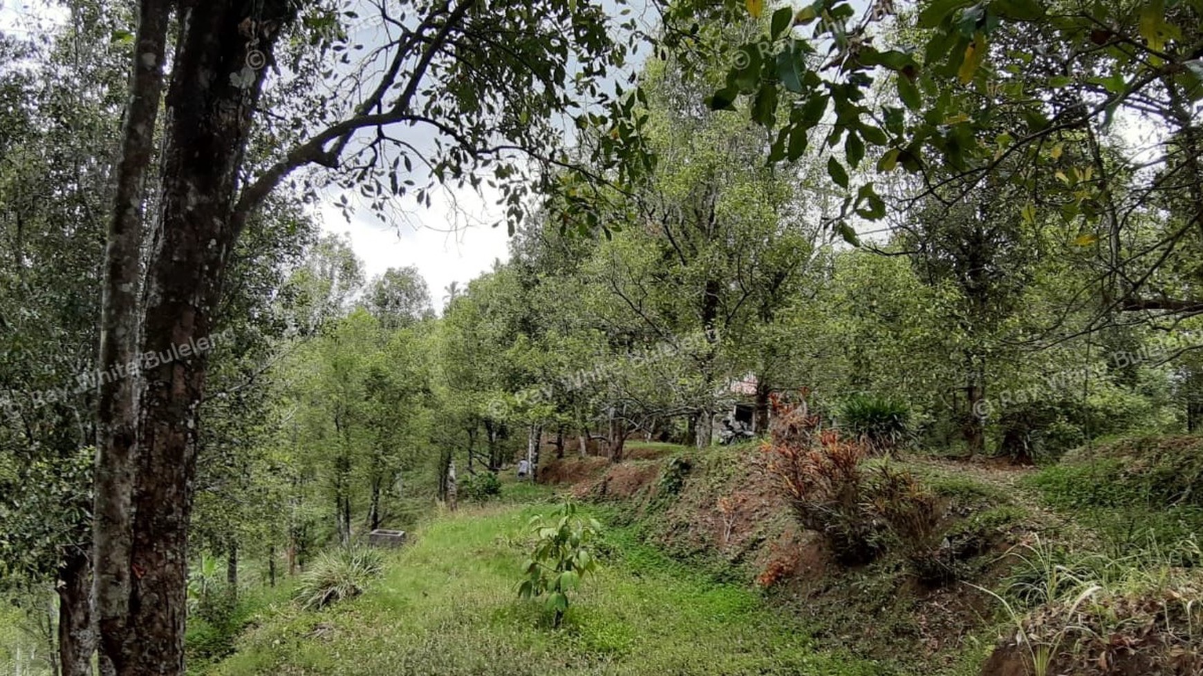 Amazing Rice Terrace View Land For Sale In Banjar