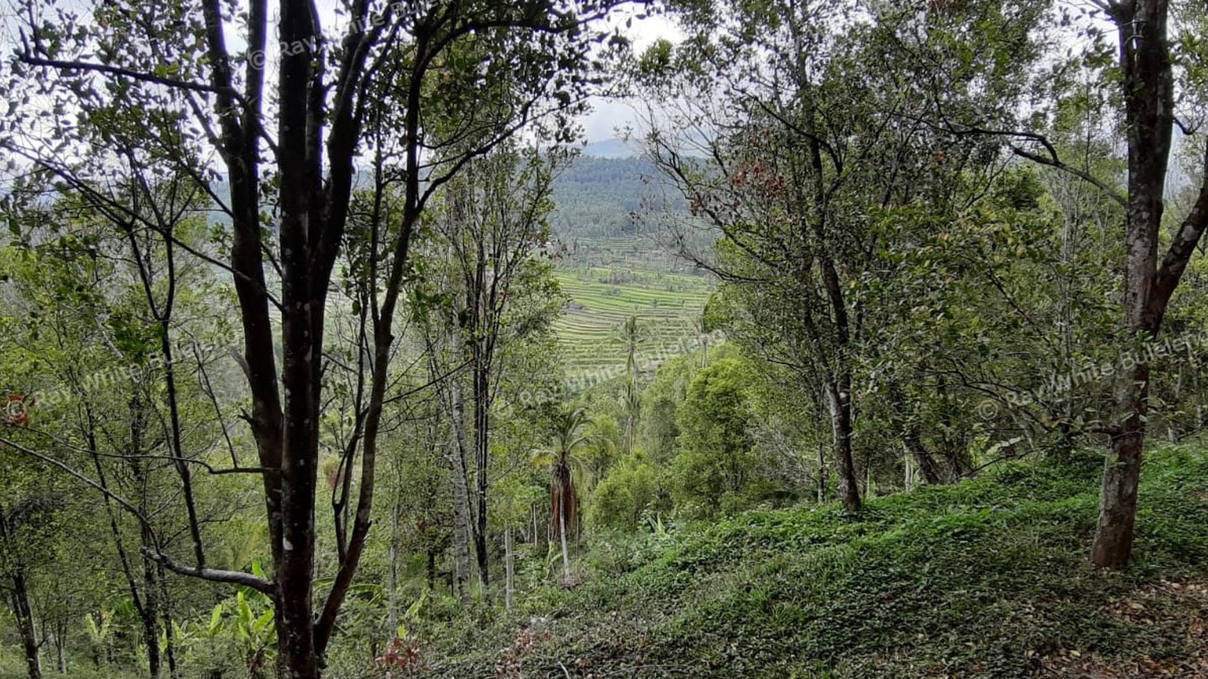Amazing Rice Terrace View Land For Sale In Banjar