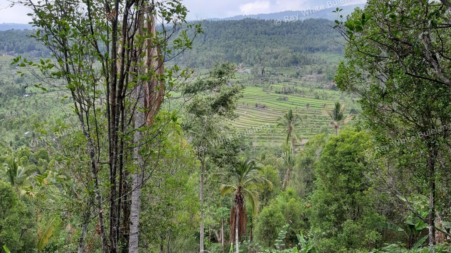 Amazing Rice Terrace View Land For Sale In Banjar