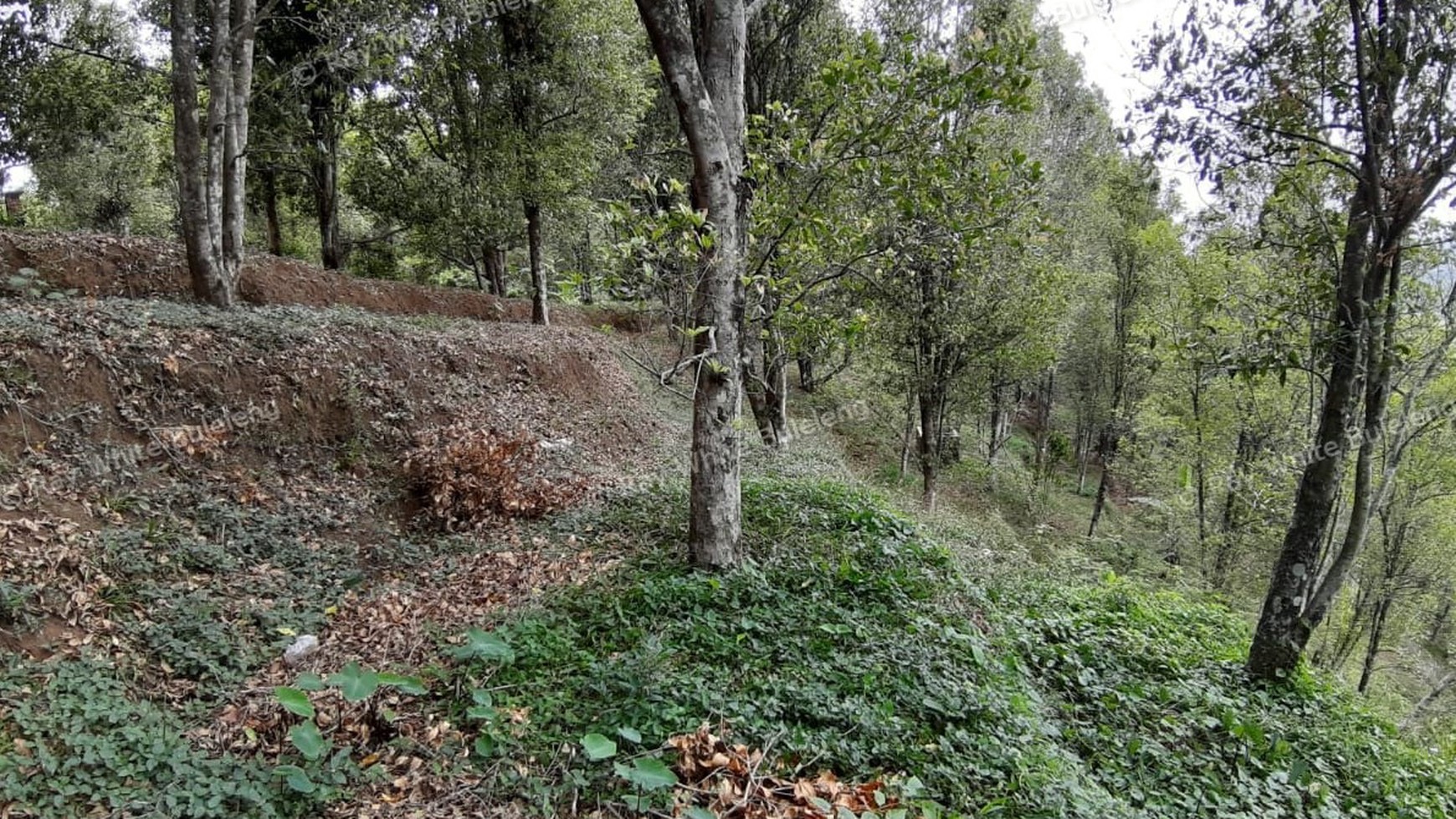 Amazing Rice Terrace View Land For Sale In Banjar