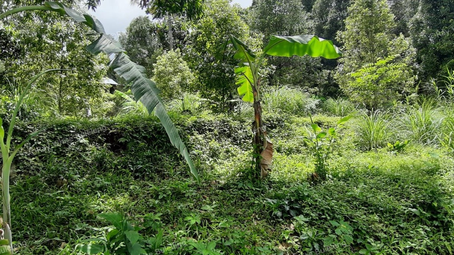 Sea View Land For Sale!