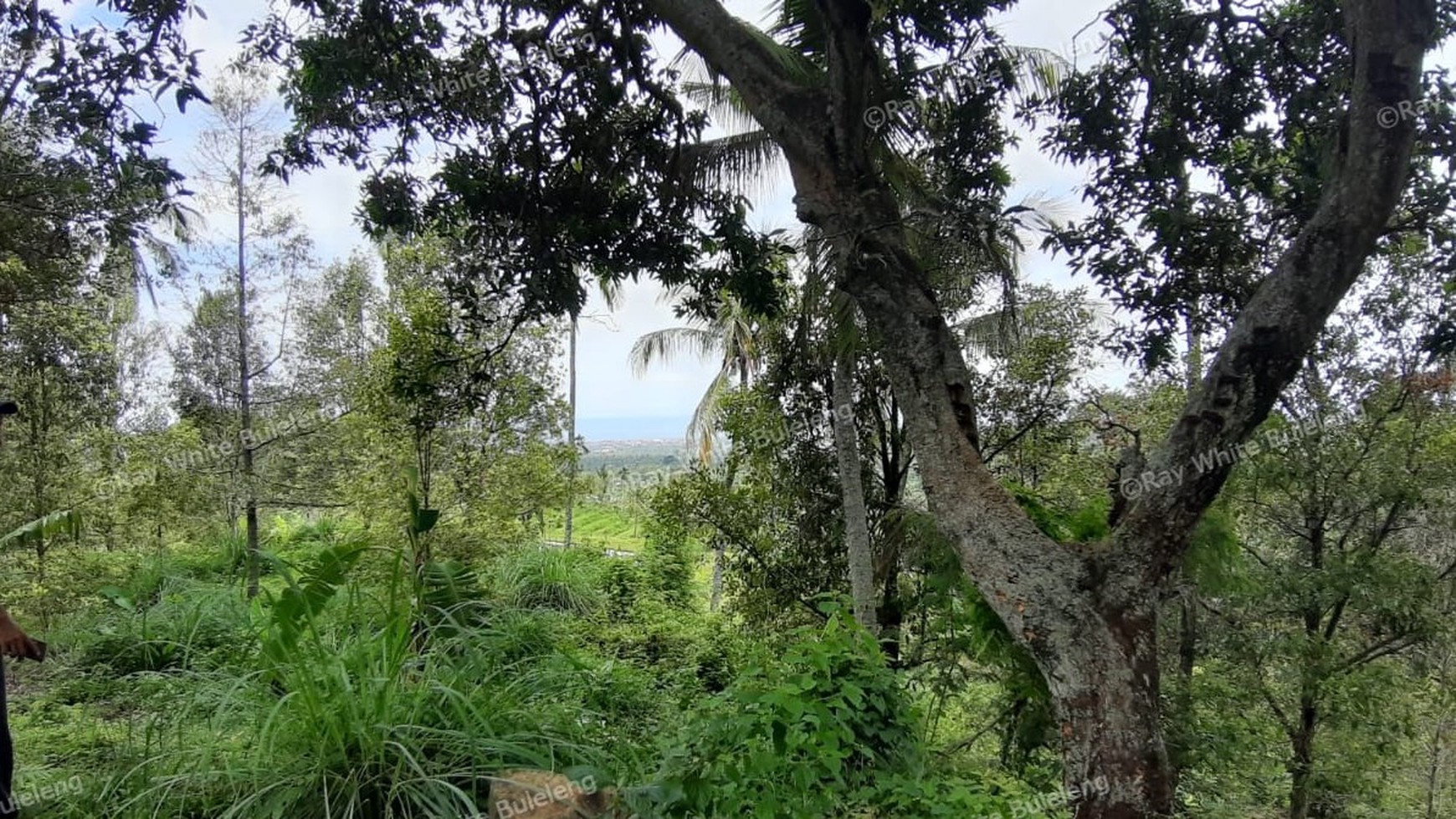 Sea View Land For Sale!