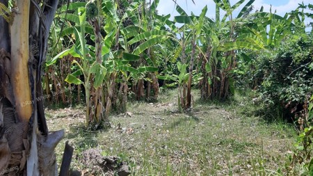 235 M2 Land For Sale in Kalibukbuk Village, Lovina Area