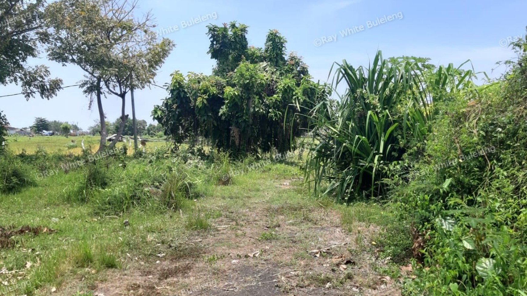 235 M2 Land For Sale in Kalibukbuk Village, Lovina Area