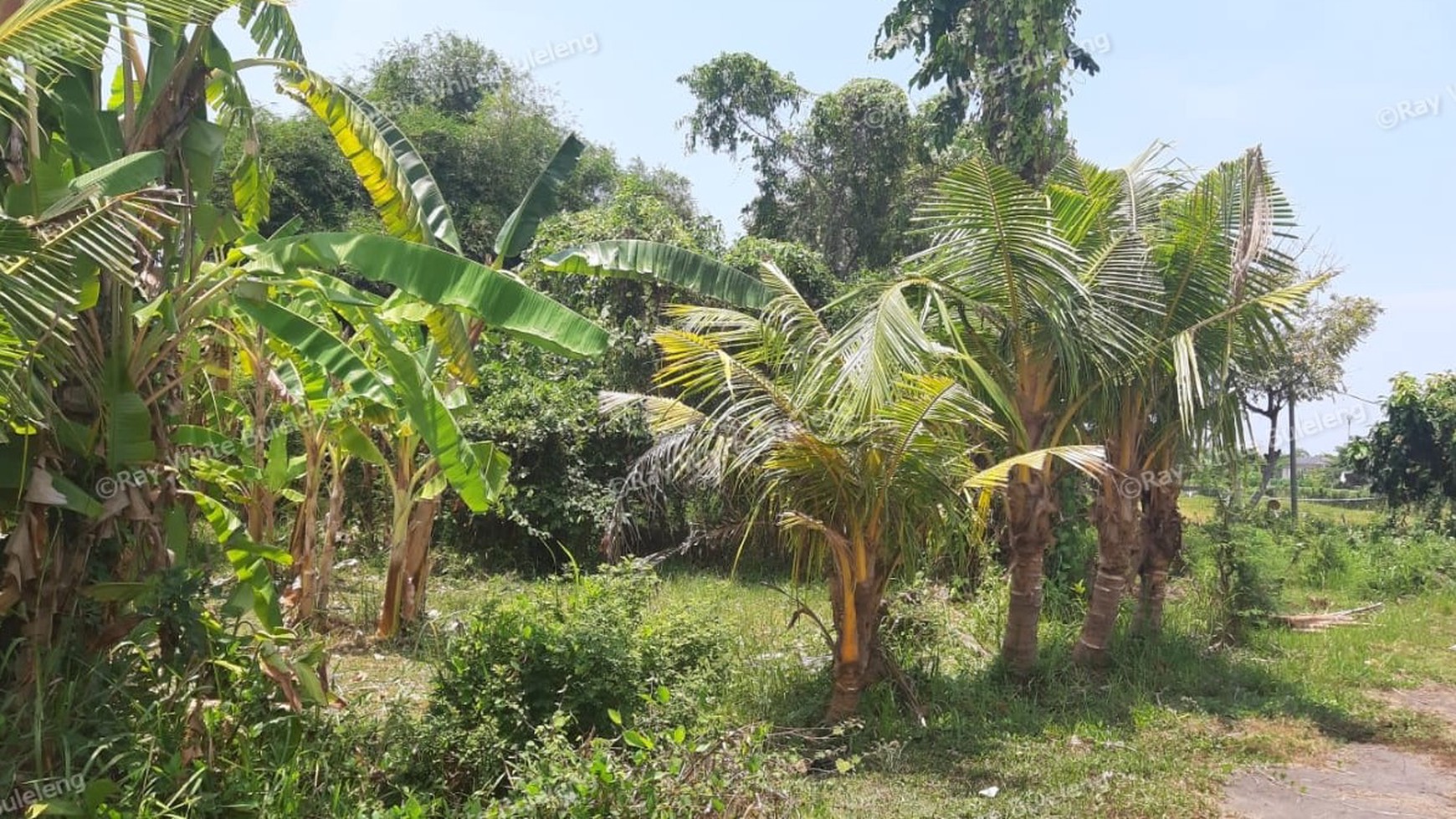 235 M2 Land For Sale in Kalibukbuk Village, Lovina Area
