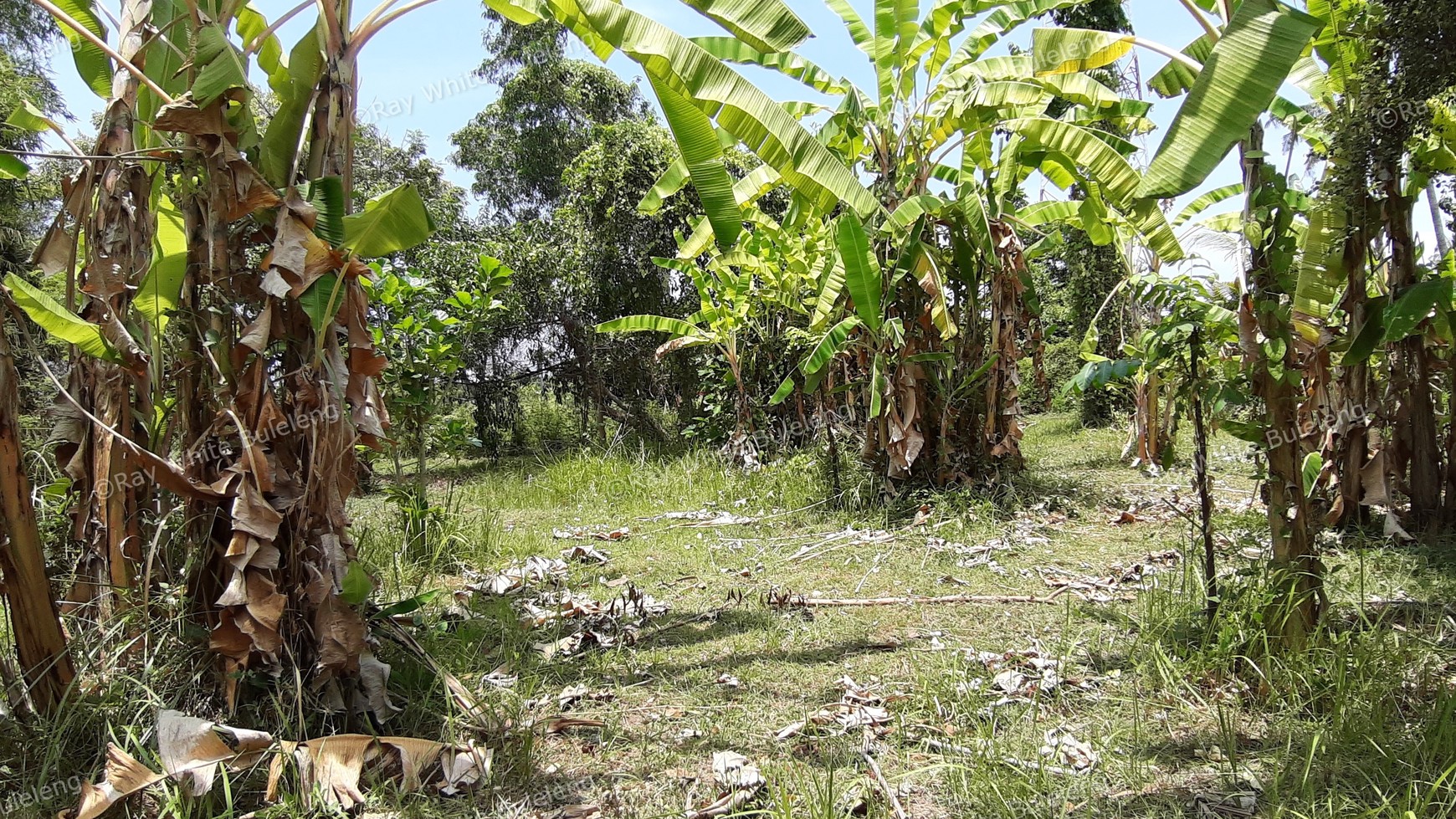 235 M2 Land For Sale in Kalibukbuk Village, Lovina Area