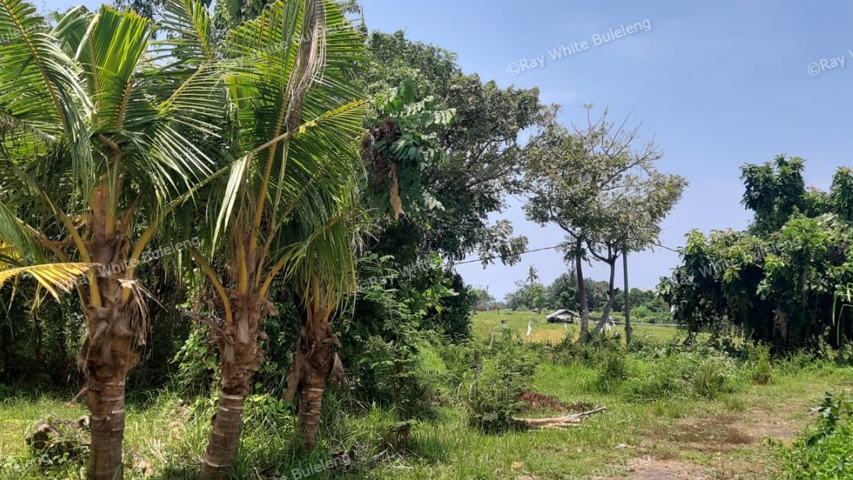 235 M2 Land For Sale in Kalibukbuk Village, Lovina Area