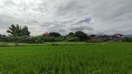 FREEHOLD LAND 2.400 SQM IN SINGARAJA