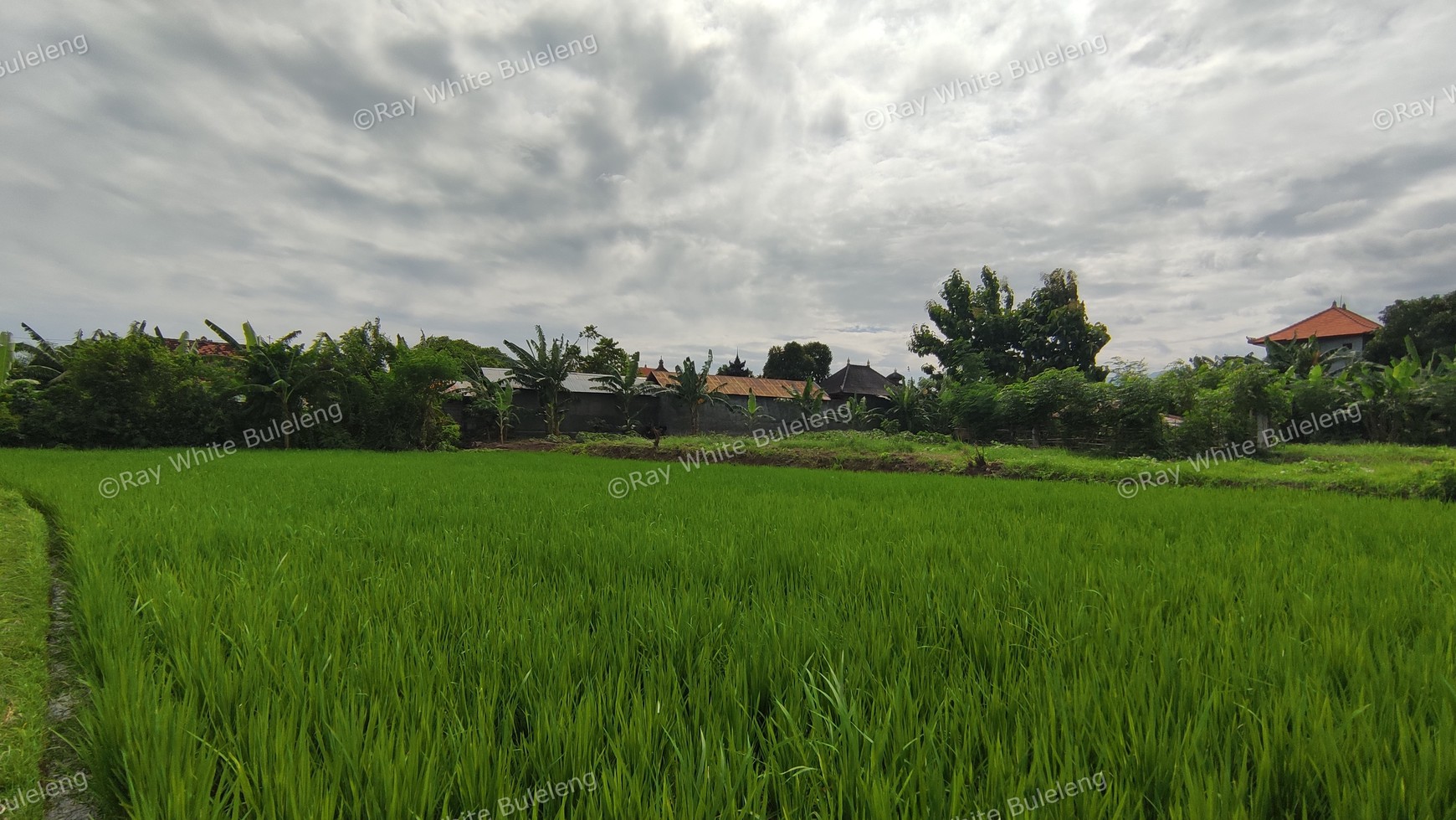 FREEHOLD LAND 2.400 SQM IN SINGARAJA