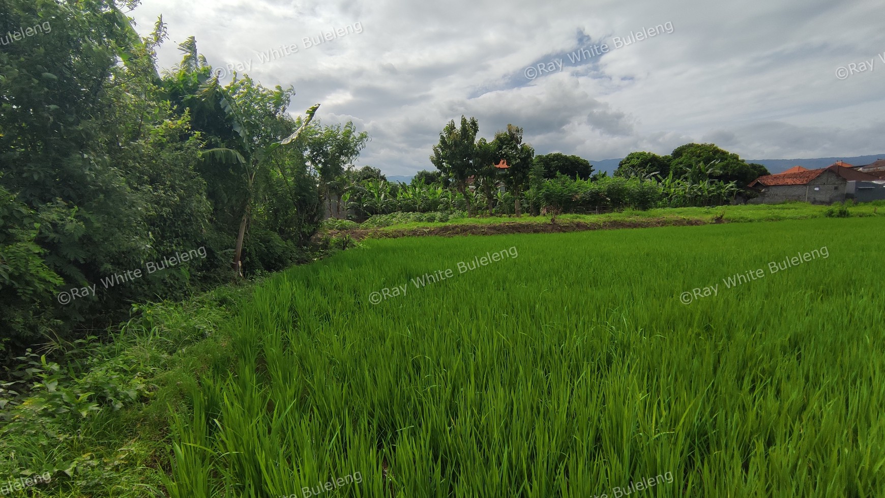 FREEHOLD LAND 2.400 SQM IN SINGARAJA