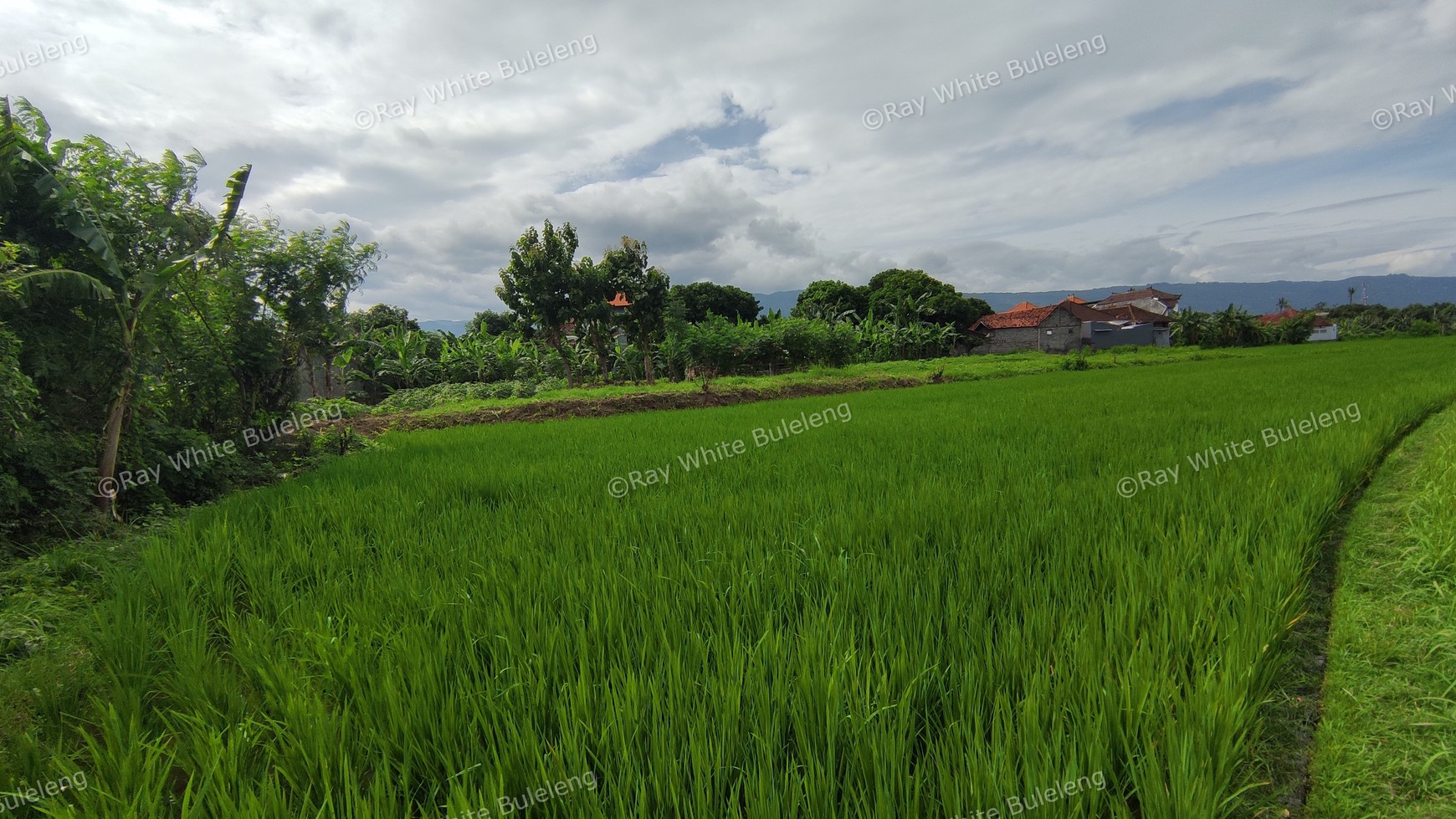 FREEHOLD LAND 2.400 SQM IN SINGARAJA