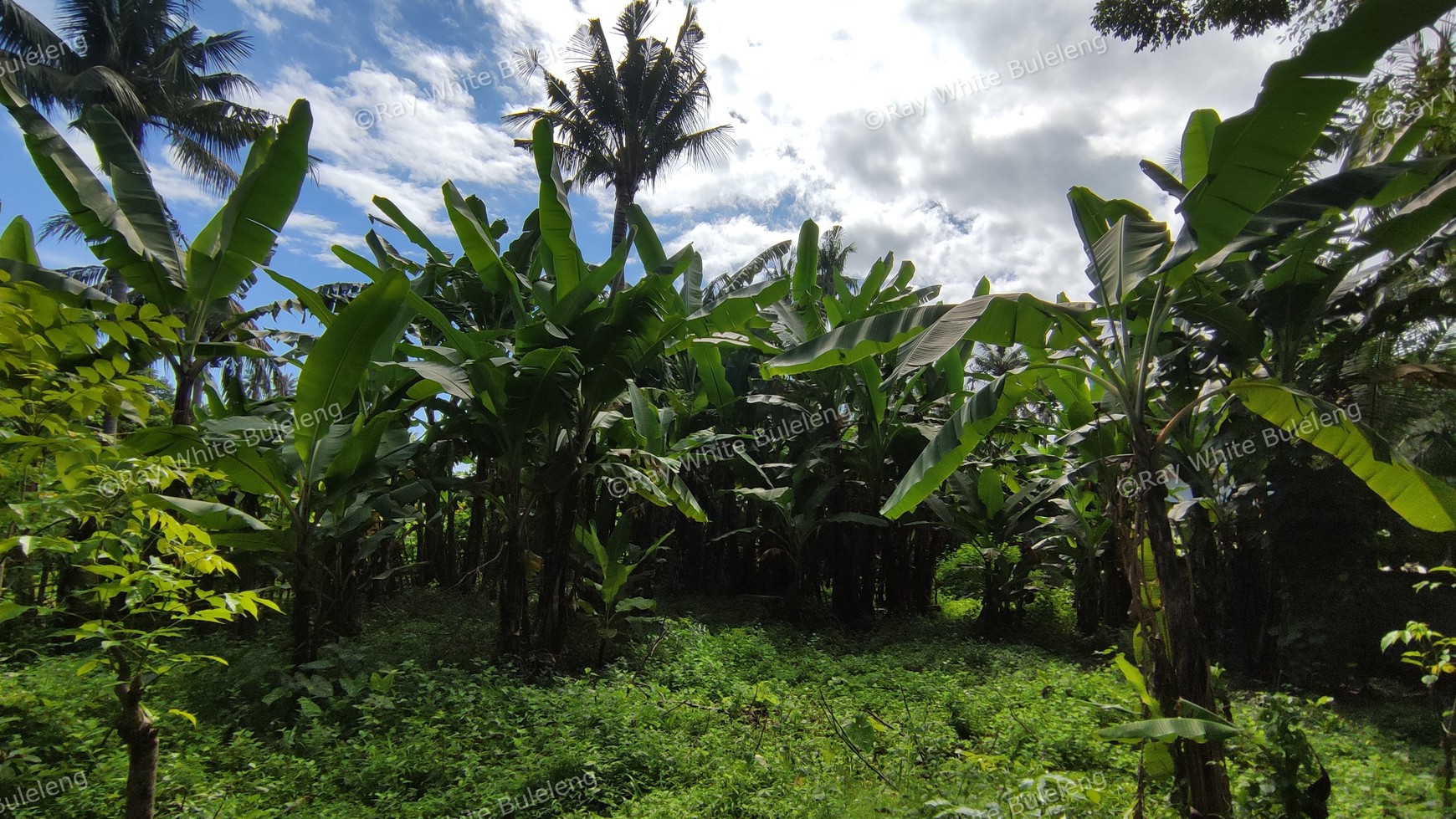 FREEHOLD LAND CLOSE TO DOWNTOWN LOVINA