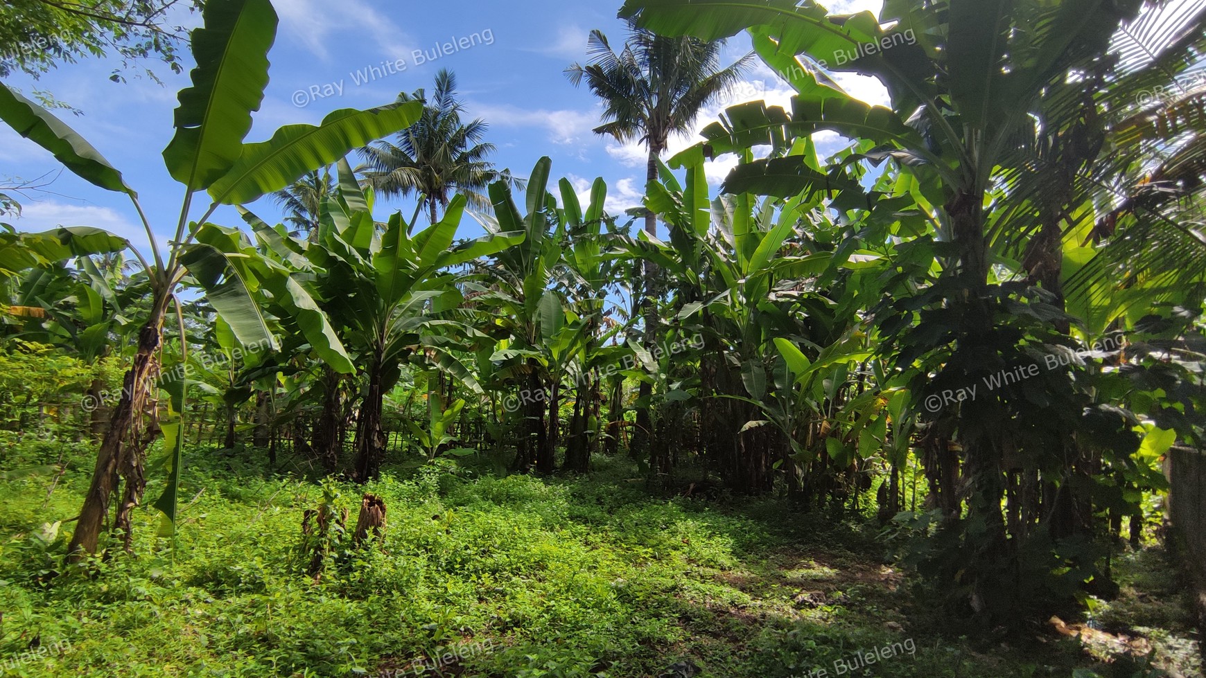 FREEHOLD LAND CLOSE TO DOWNTOWN LOVINA