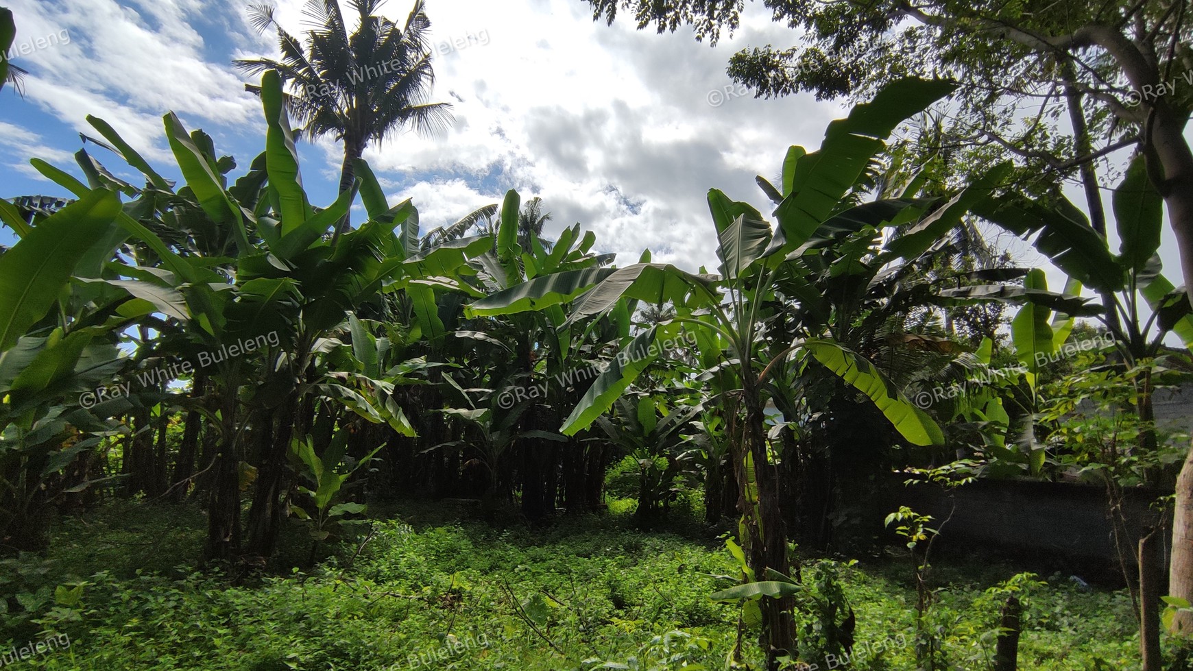 FREEHOLD LAND CLOSE TO DOWNTOWN LOVINA