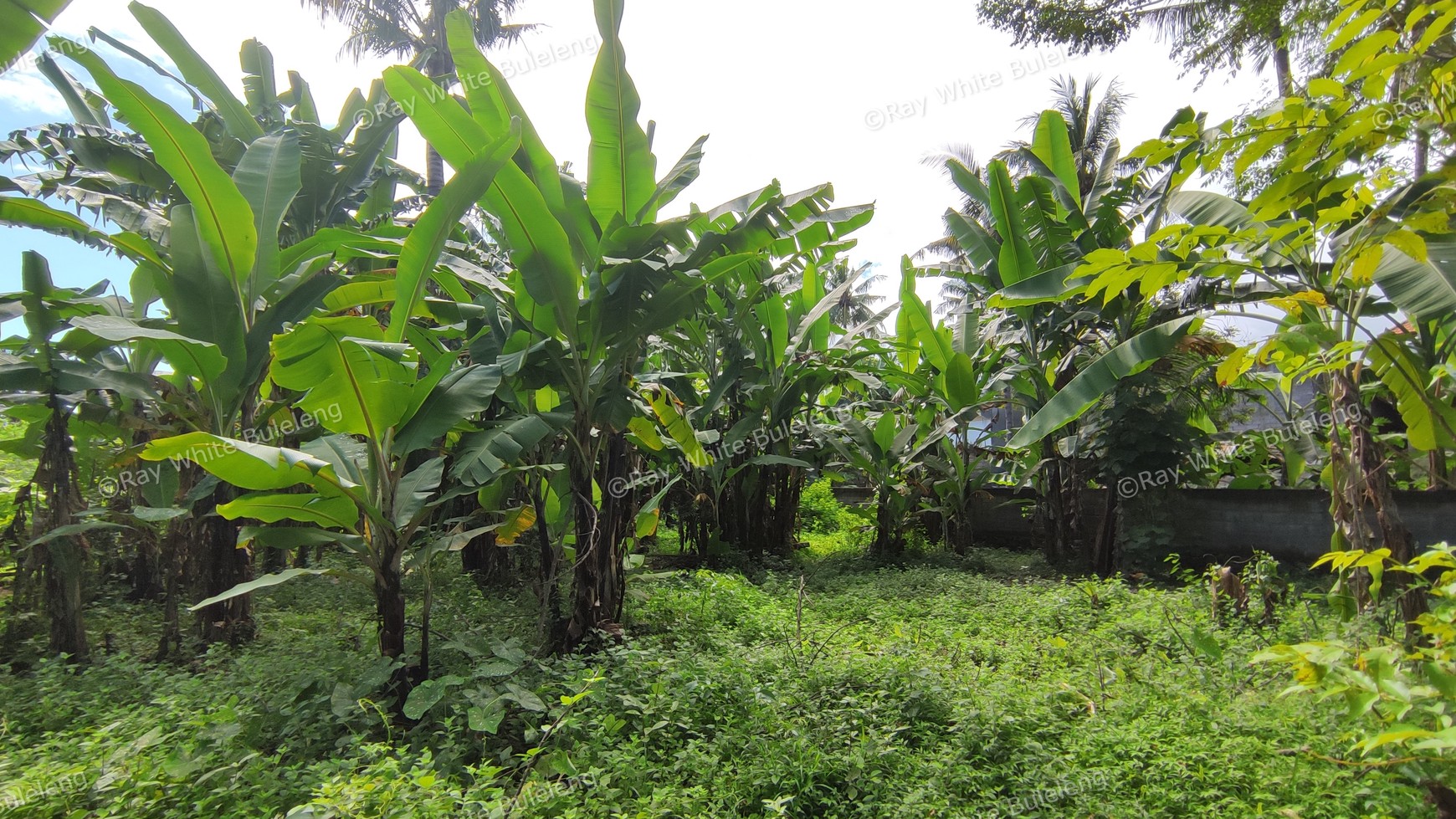 FREEHOLD LAND CLOSE TO DOWNTOWN LOVINA