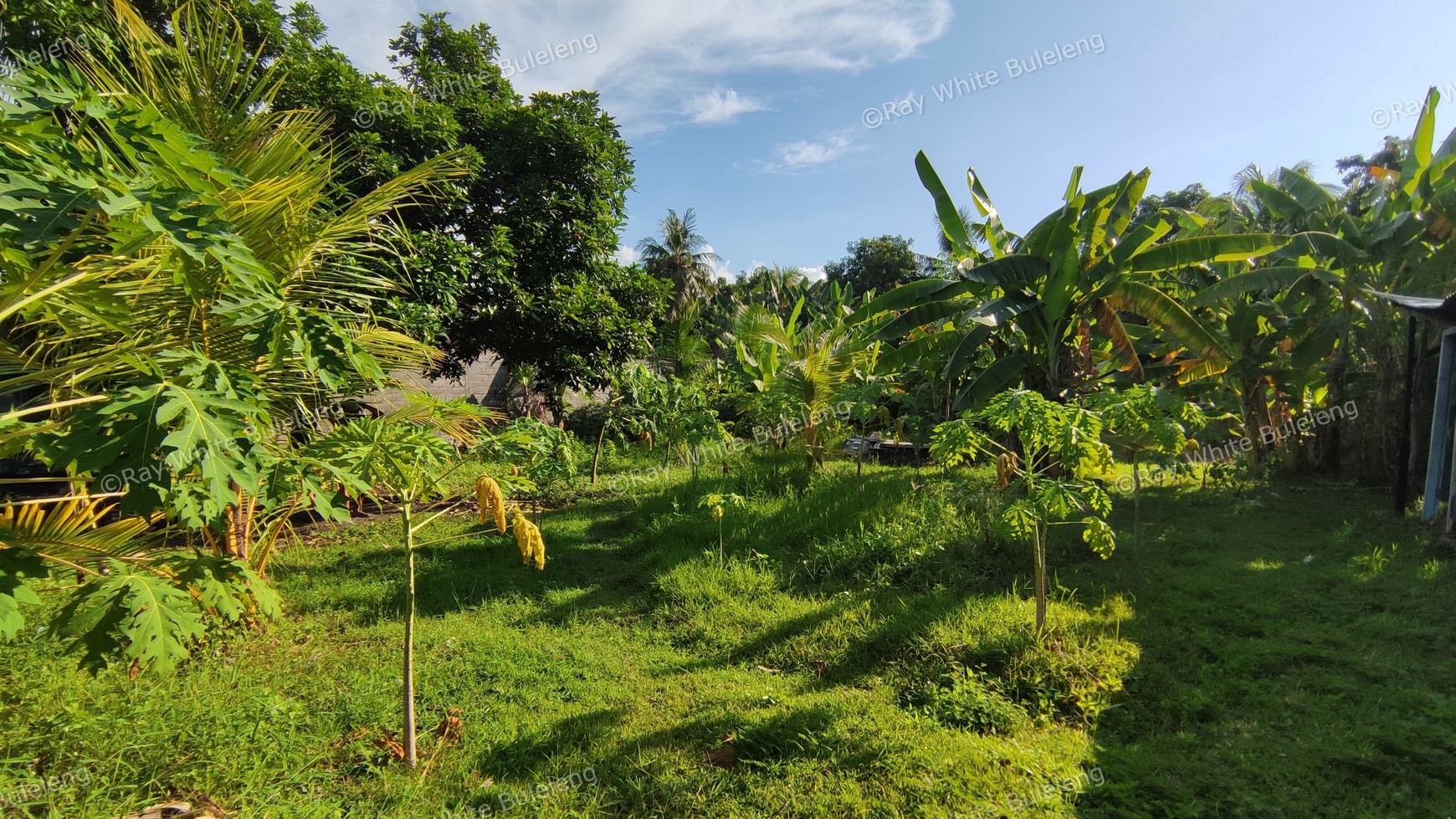 LAND FOR SALE IN LOVINA AREA