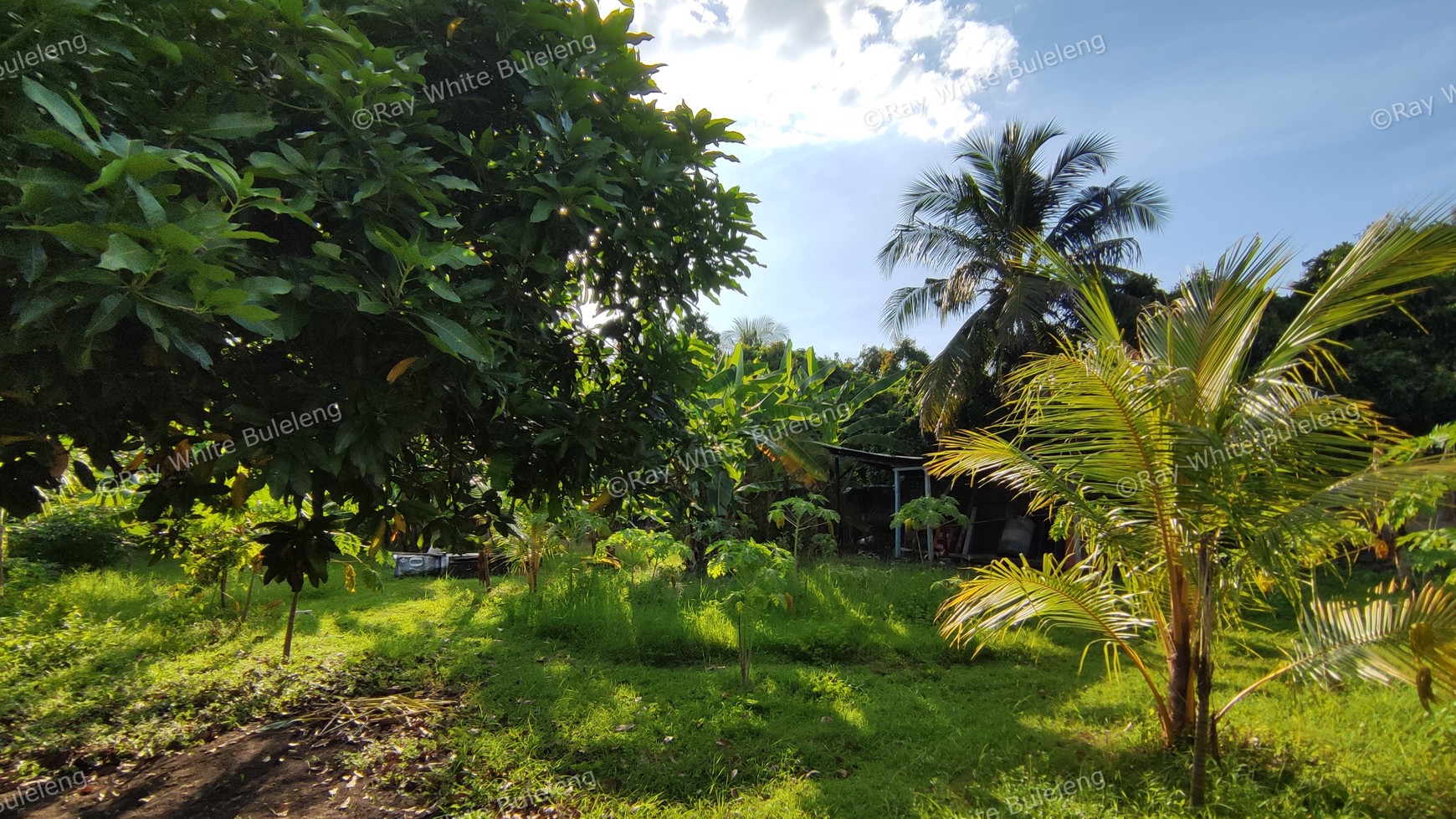 LAND FOR SALE IN LOVINA AREA