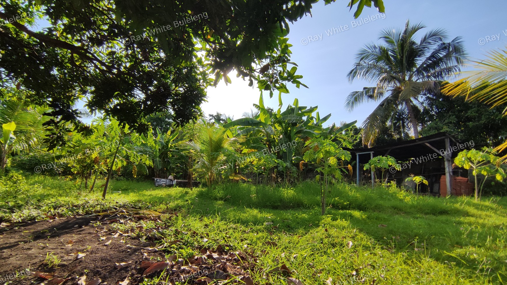 LAND FOR SALE IN LOVINA AREA