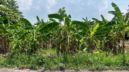 Freehold - Prime Land for Sale in Berawa, Canggu, Bali - Ideal for Villas or Investment