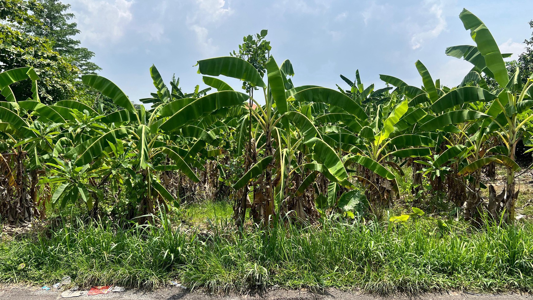 Freehold - Prime Land for Sale in Berawa, Canggu, Bali - Ideal for Villas or Investment