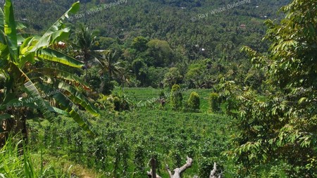 25.570 Sqm Land Freehold in Mayong, Buleleng