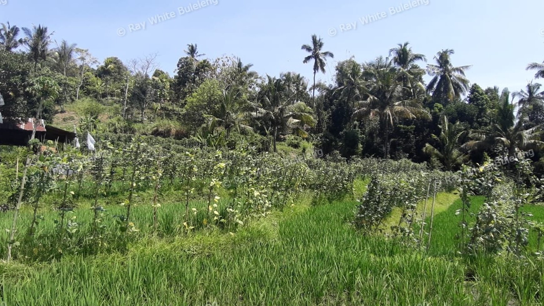 25.570 Sqm Land Freehold in Mayong, Buleleng