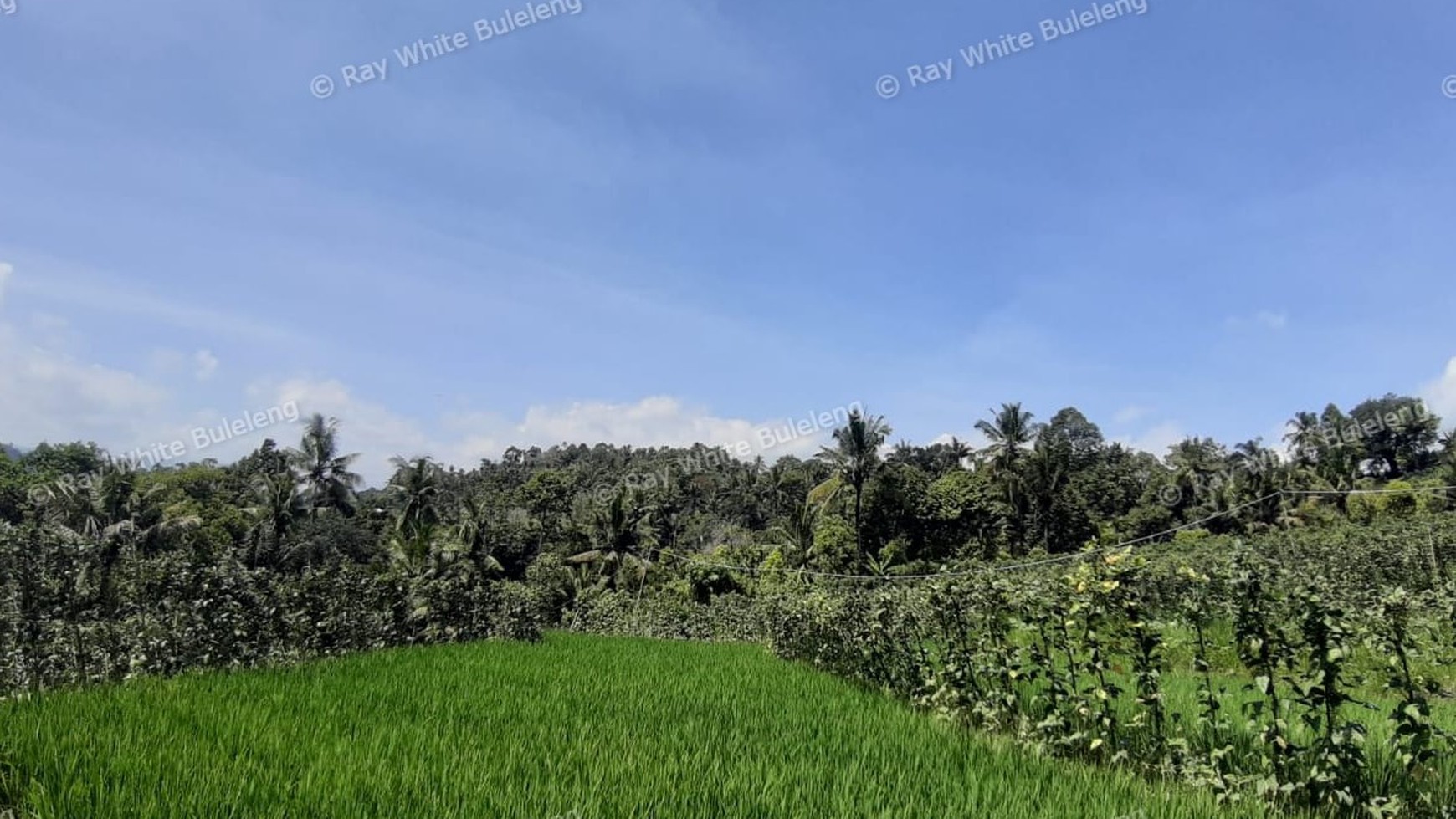 25.570 Sqm Land Freehold in Mayong, Buleleng