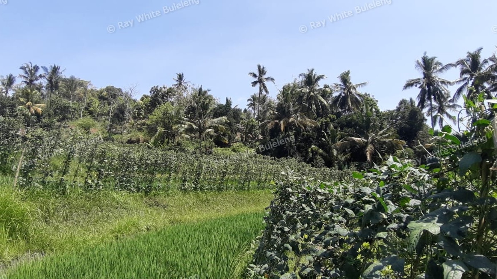 25.570 Sqm Land Freehold in Mayong, Buleleng