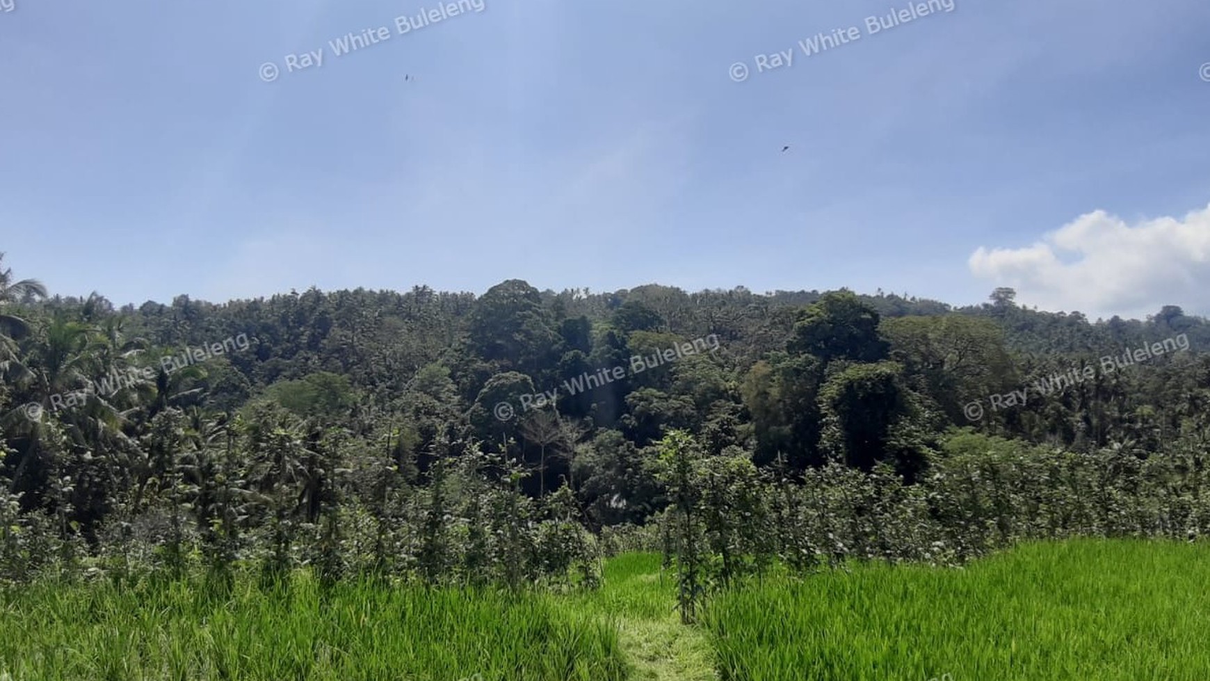 25.570 Sqm Land Freehold in Mayong, Buleleng