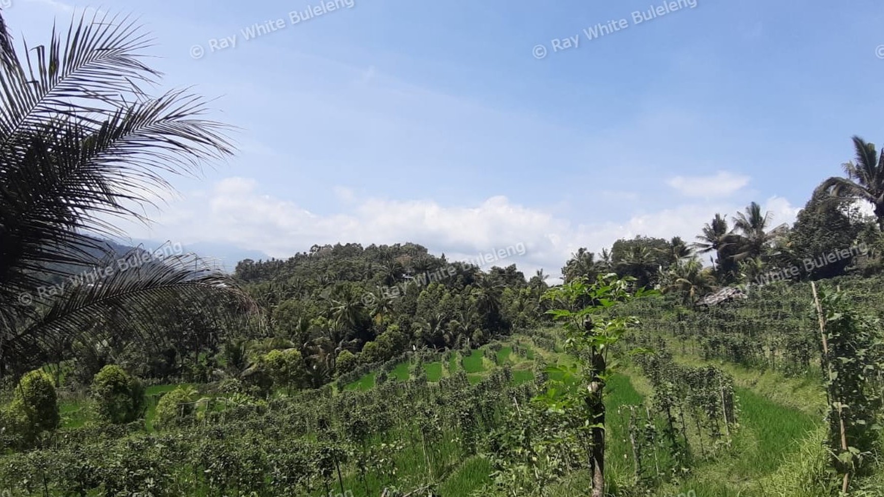 25.570 Sqm Land Freehold in Mayong, Buleleng