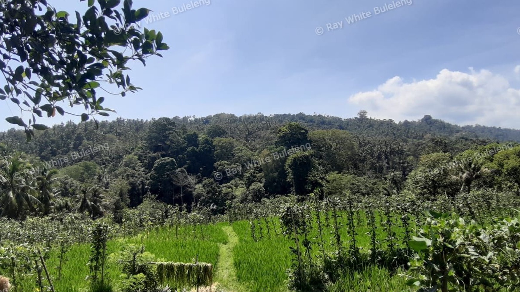 25.570 Sqm Land Freehold in Mayong, Buleleng