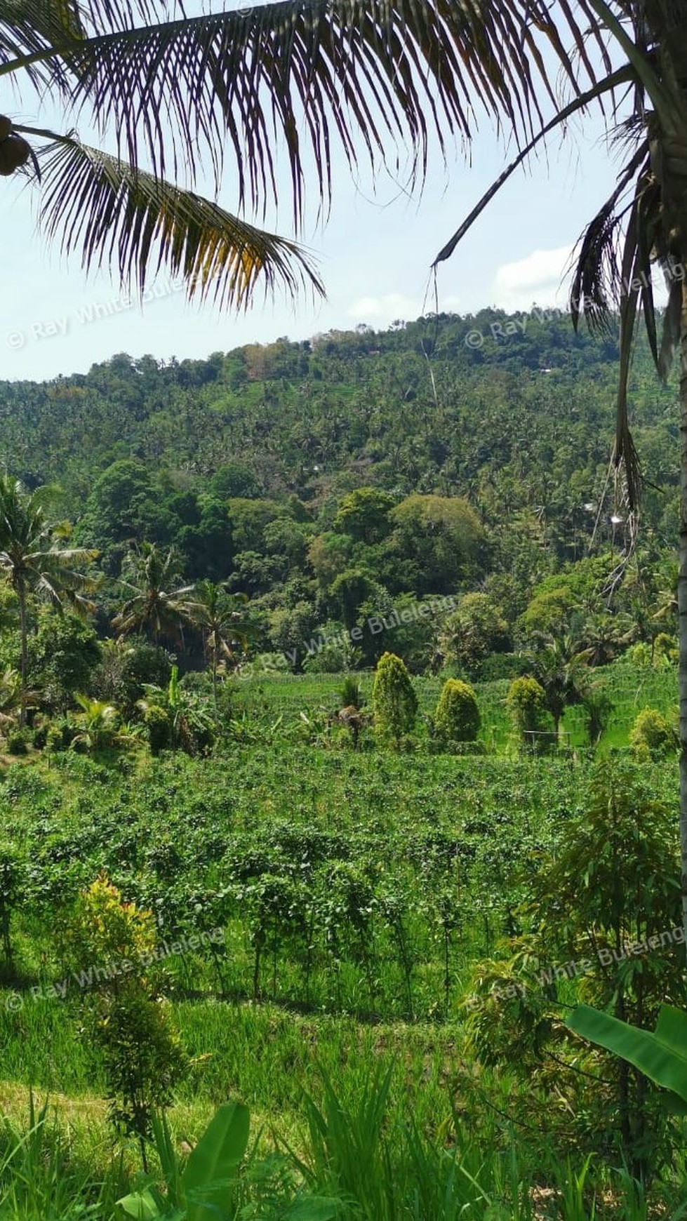 25.570 Sqm Land Freehold in Mayong, Buleleng