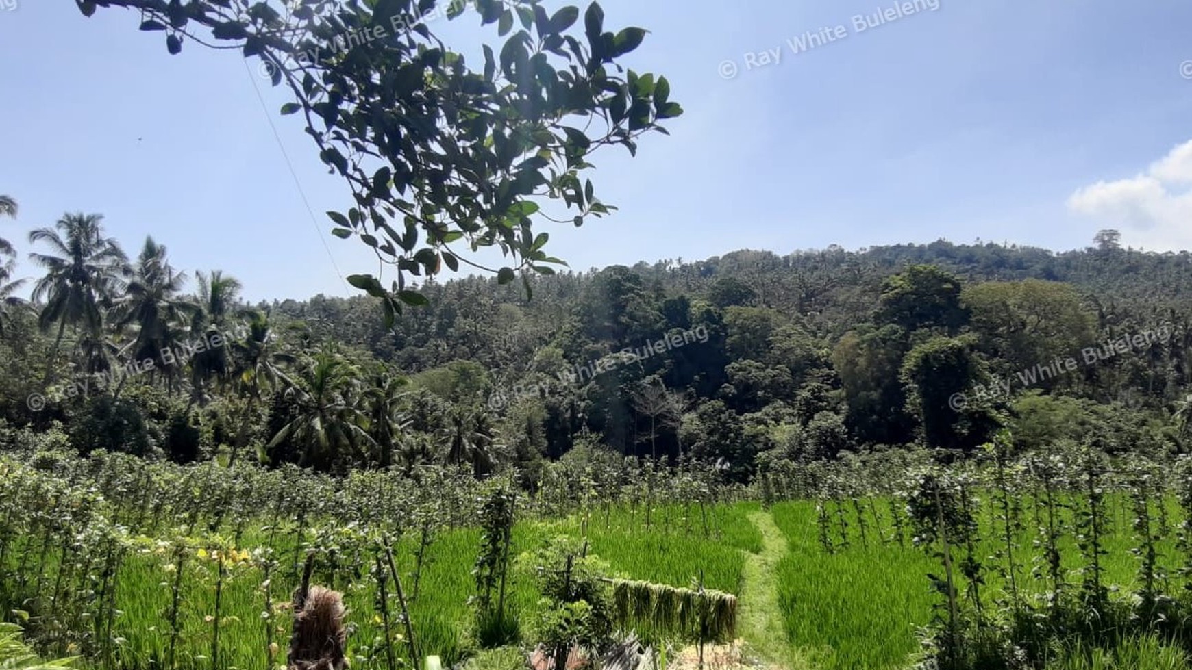 25.570 Sqm Land Freehold in Mayong, Buleleng