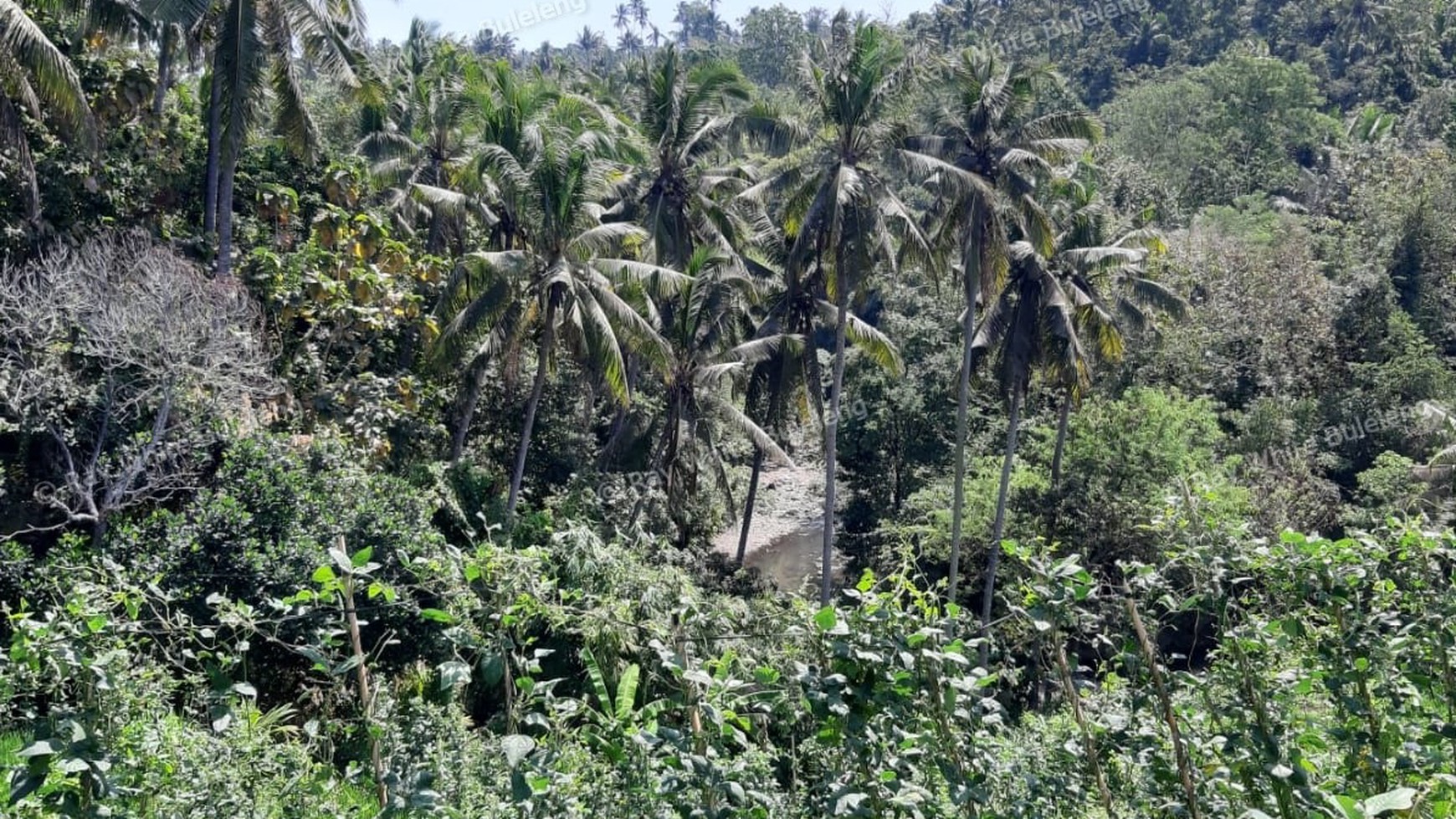 25.570 Sqm Land Freehold in Mayong, Buleleng