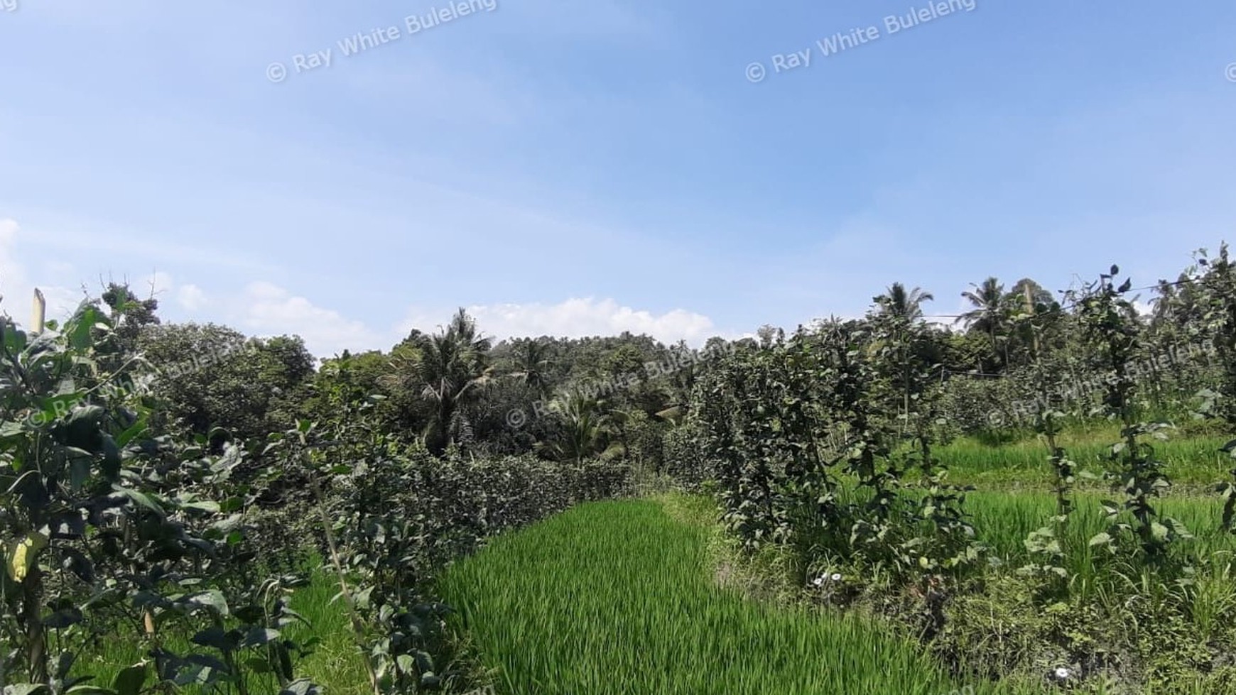25.570 Sqm Land Freehold in Mayong, Buleleng