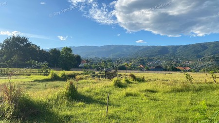 Prime Land in Lovina - With Rice Field & Mountain Views