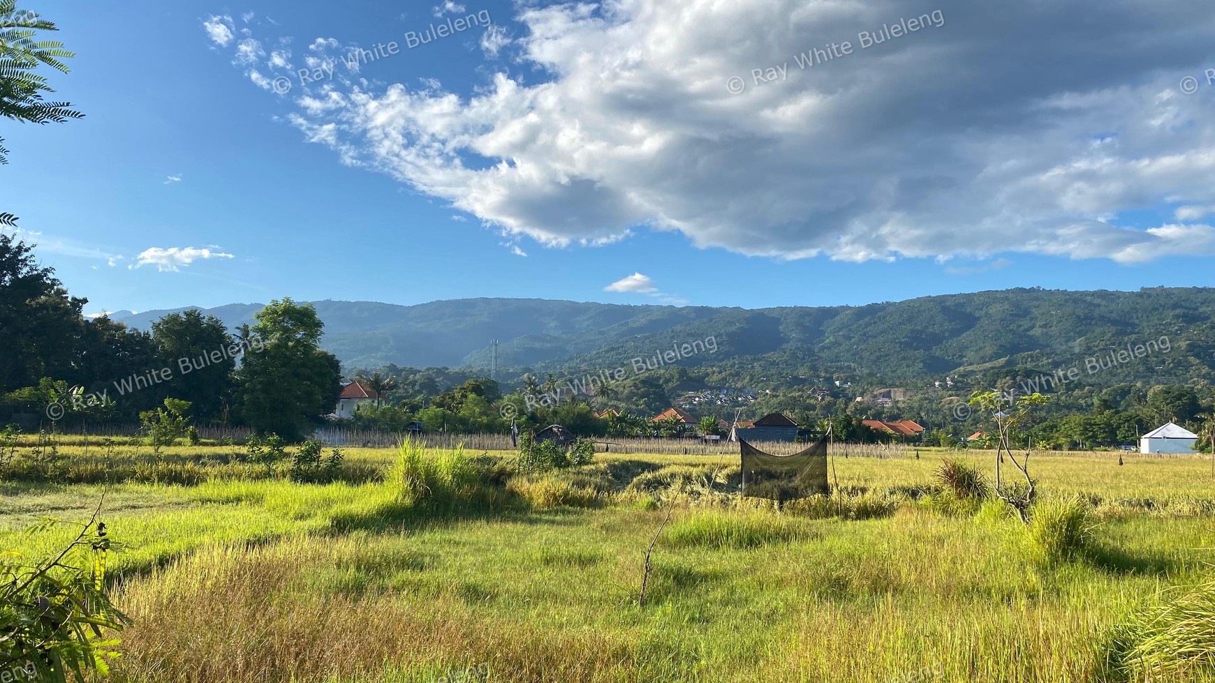 Prime Land in Lovina - With Rice Field & Mountain Views