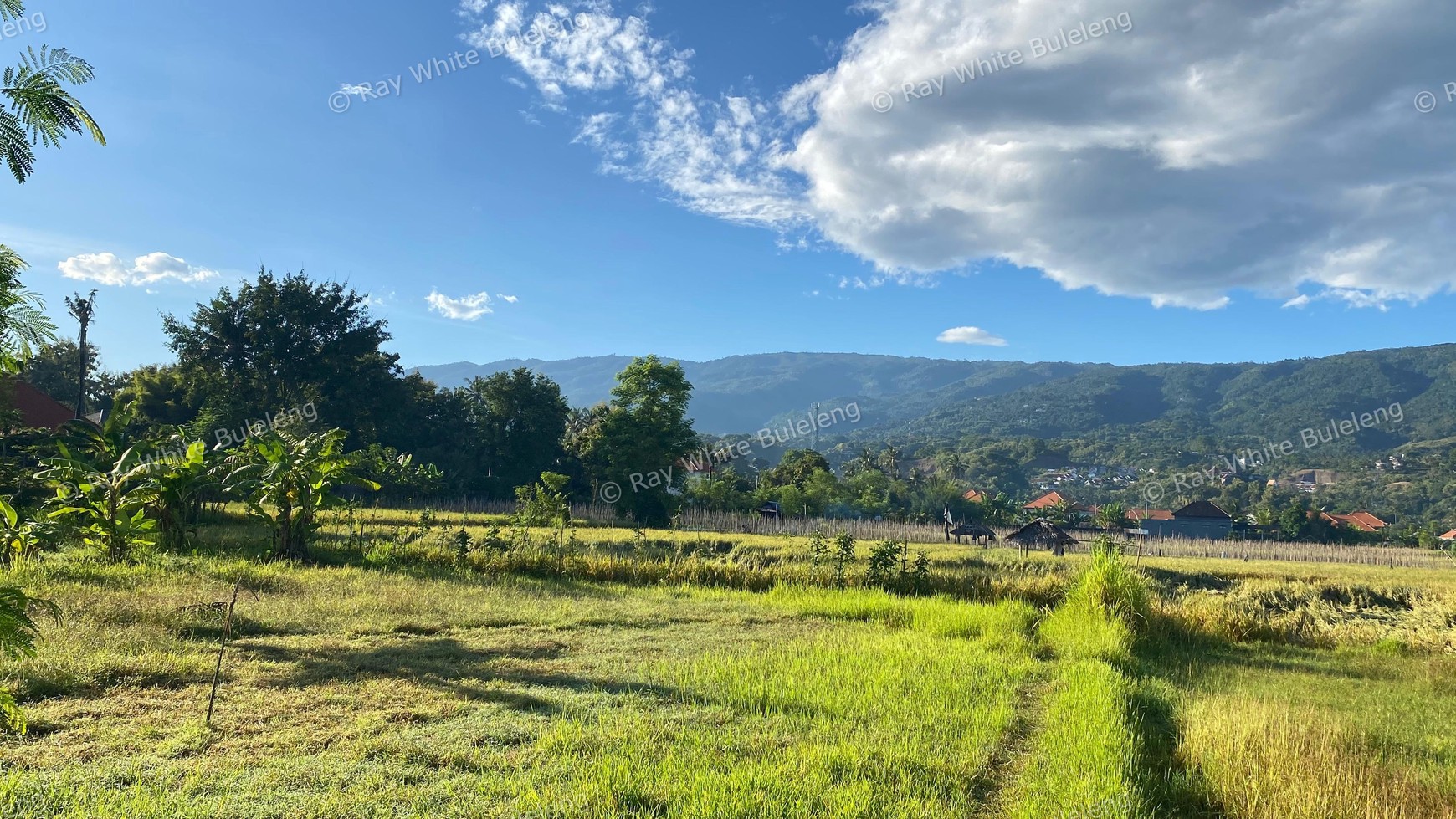 Prime Land in Lovina - With Rice Field & Mountain Views