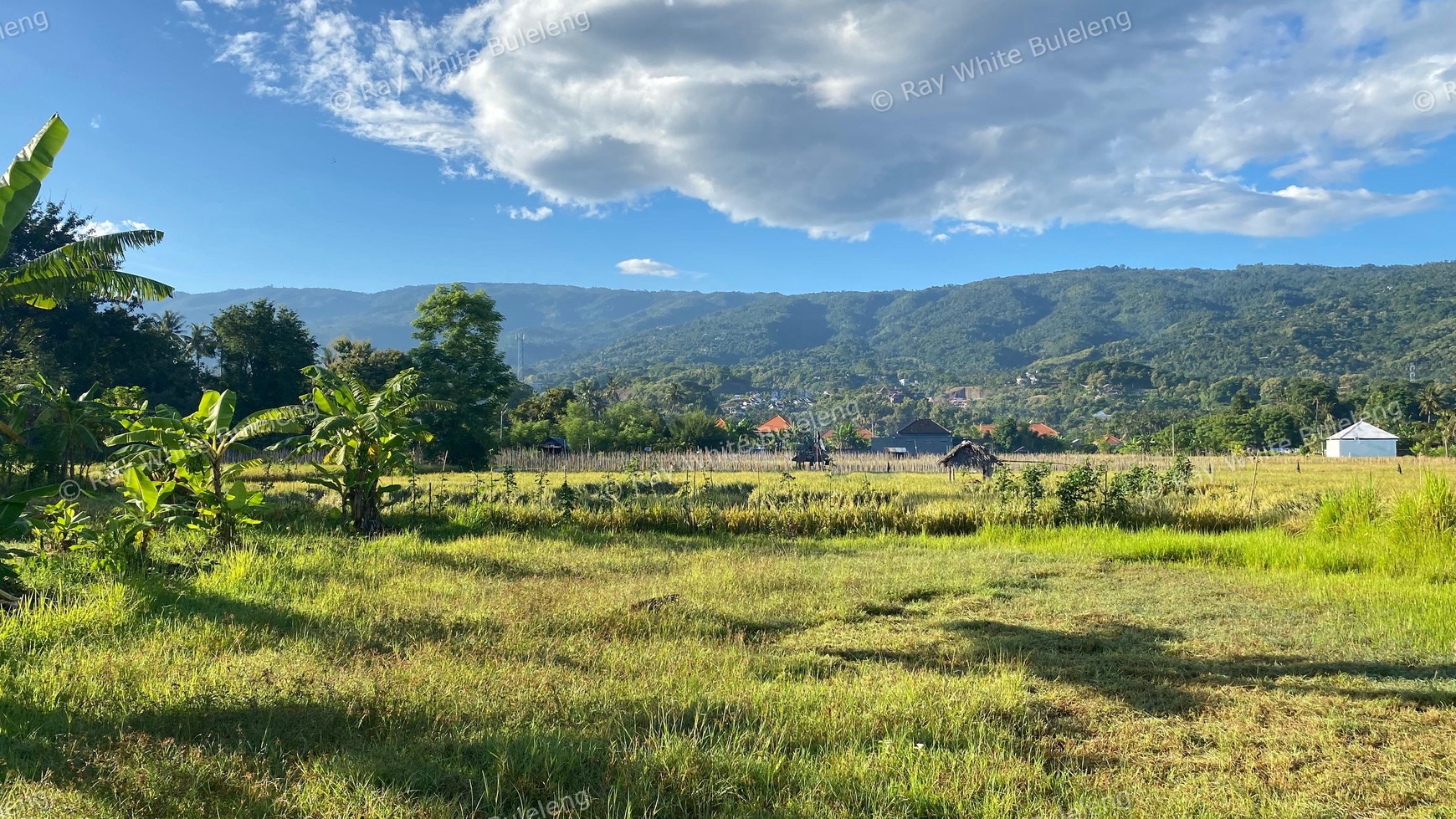 Prime Land in Lovina - With Rice Field & Mountain Views