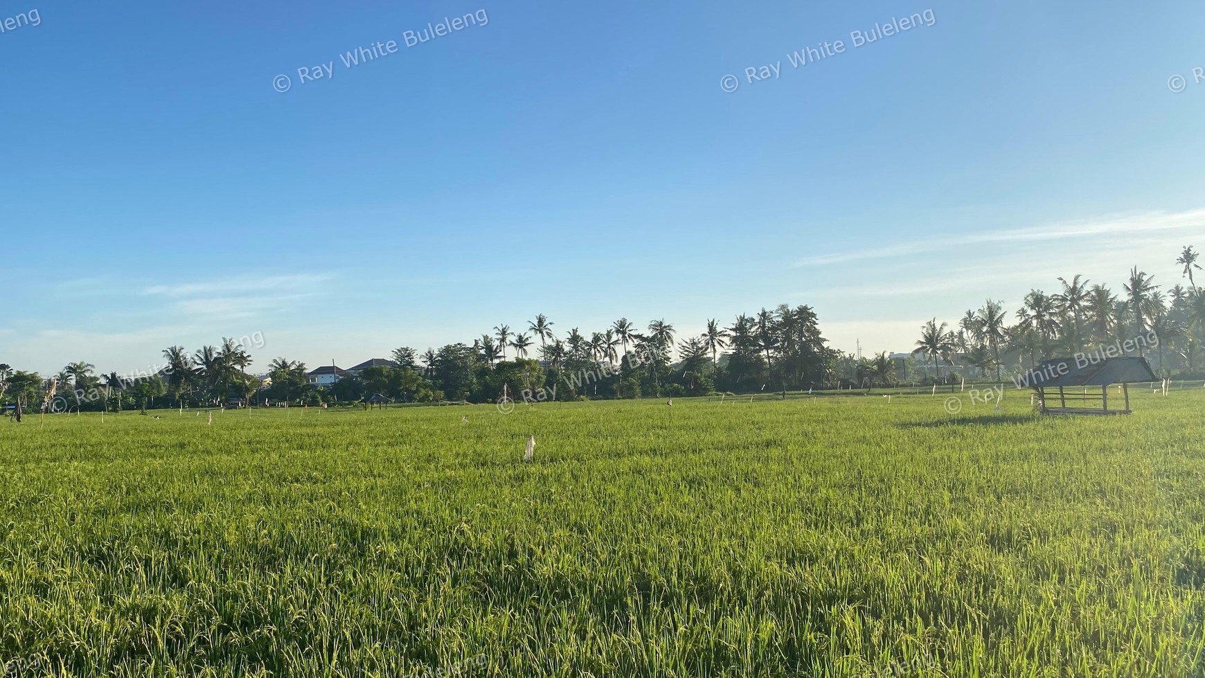 Scenic Land With Rice Field & Mountain Views