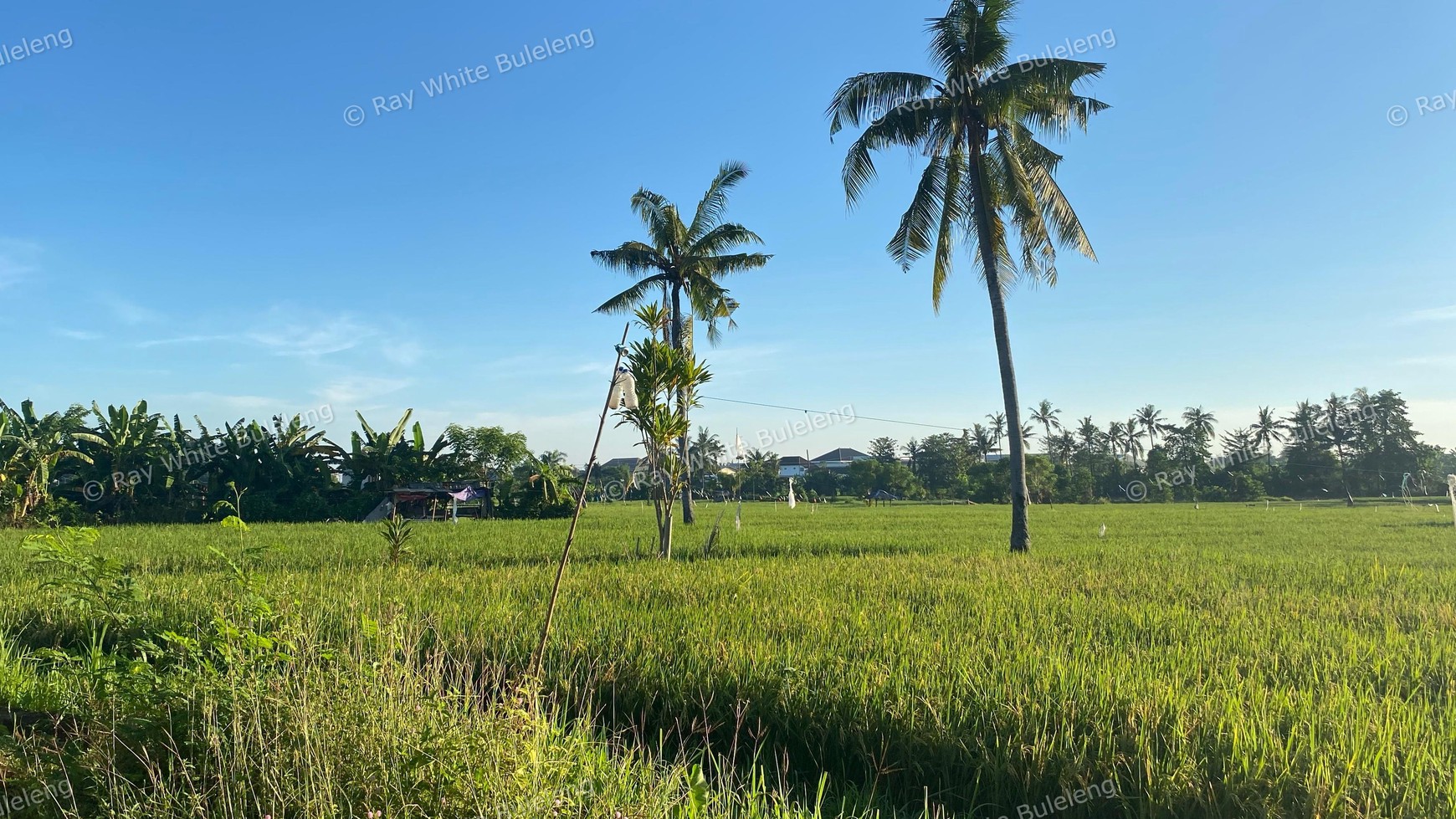 Scenic Land With Rice Field & Mountain Views