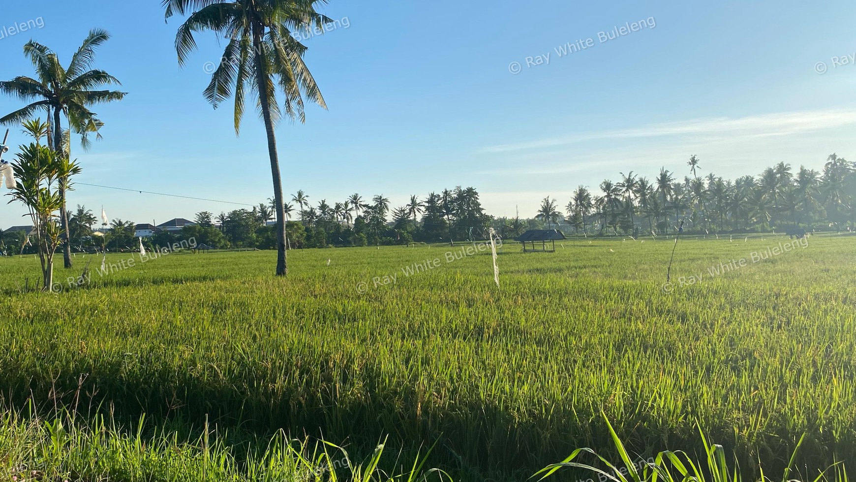 Scenic Land With Rice Field & Mountain Views