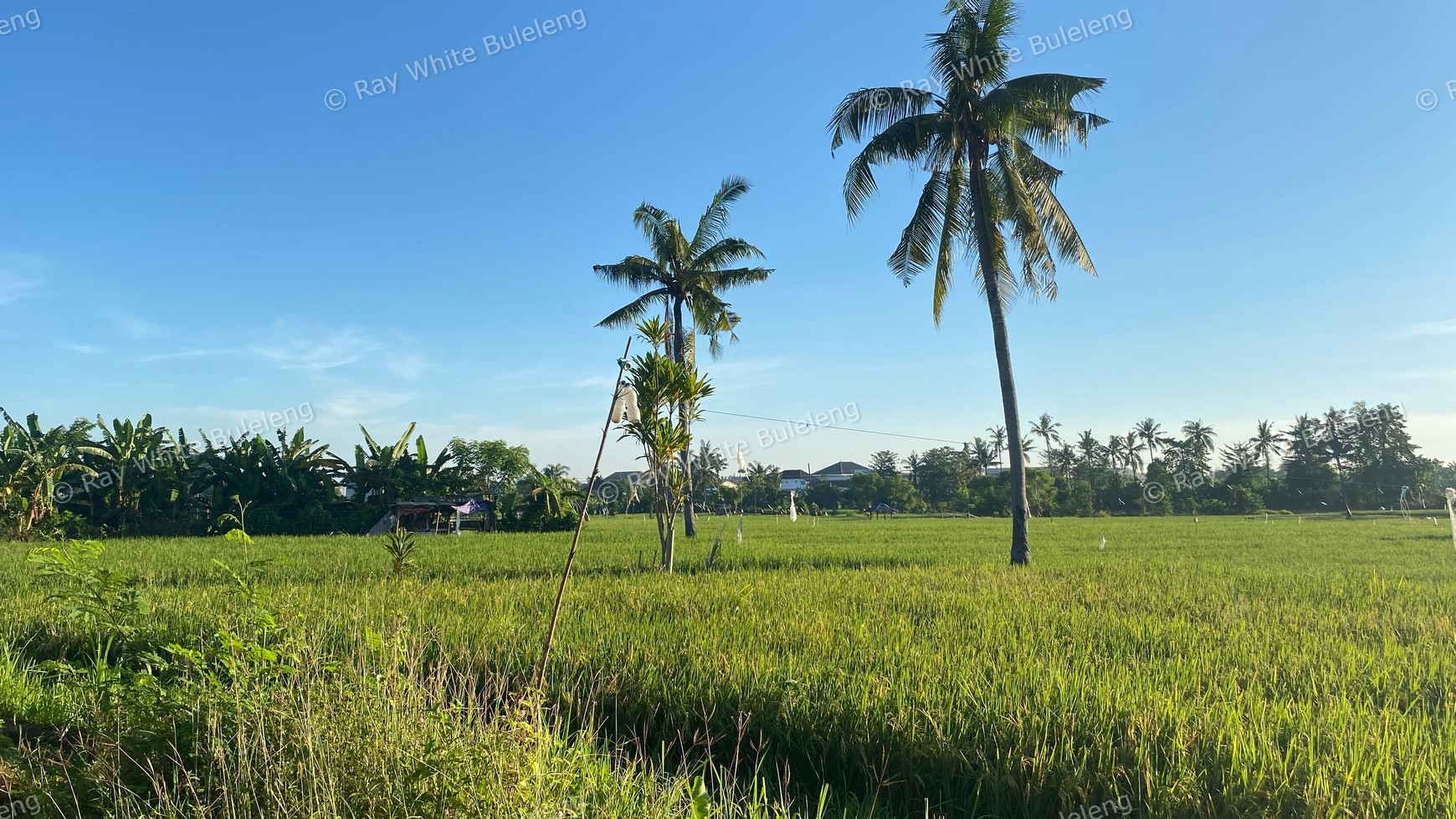 Scenic Land With Rice Field & Mountain Views