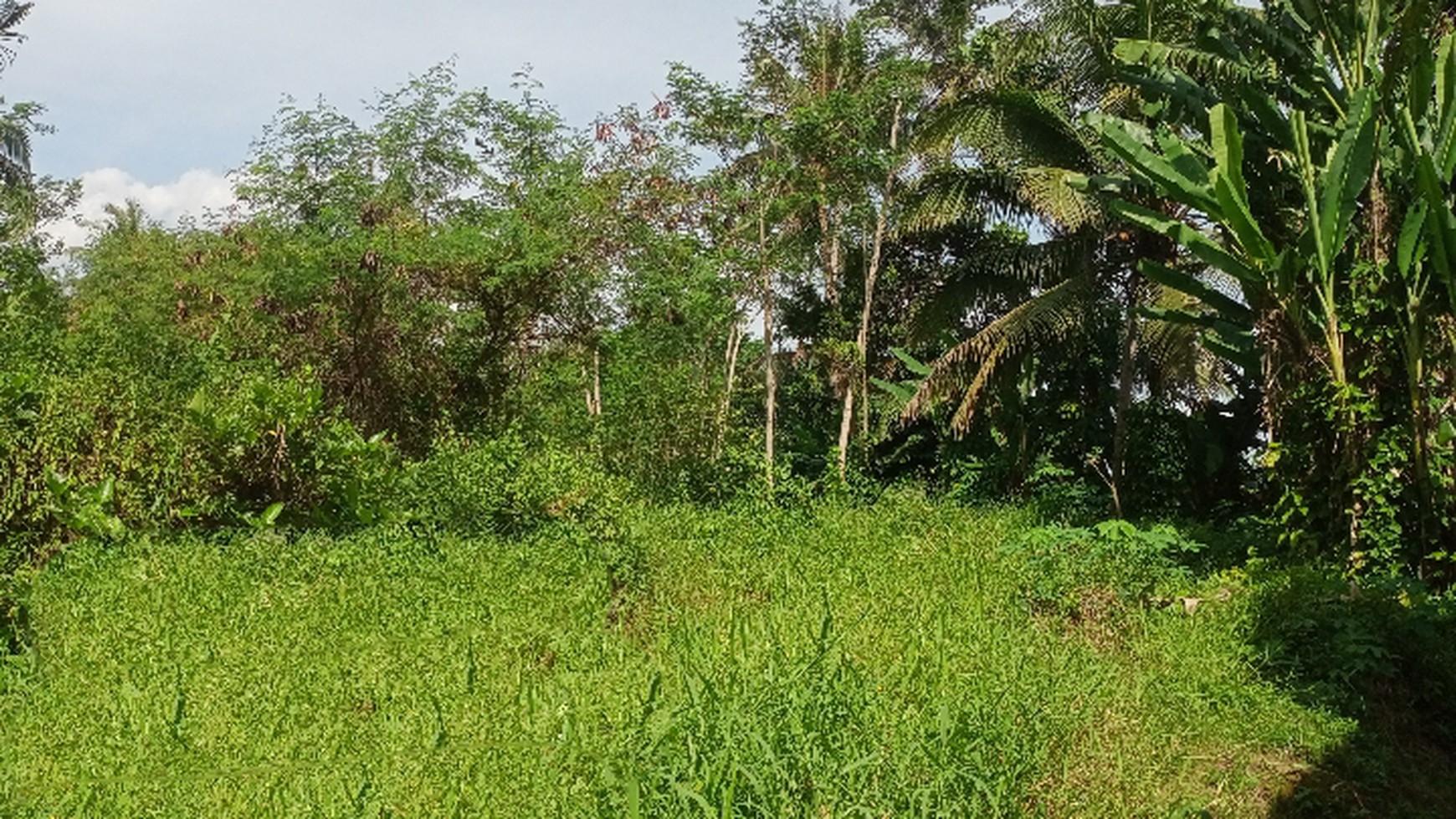 Tanah Sawah 1685 Meter Persegi Lokasi Dekat Kampus 2 Muhammadiyah Magelang