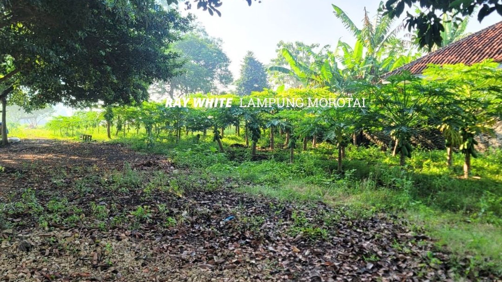 Tanah Jalan Kogop Natar Lampung