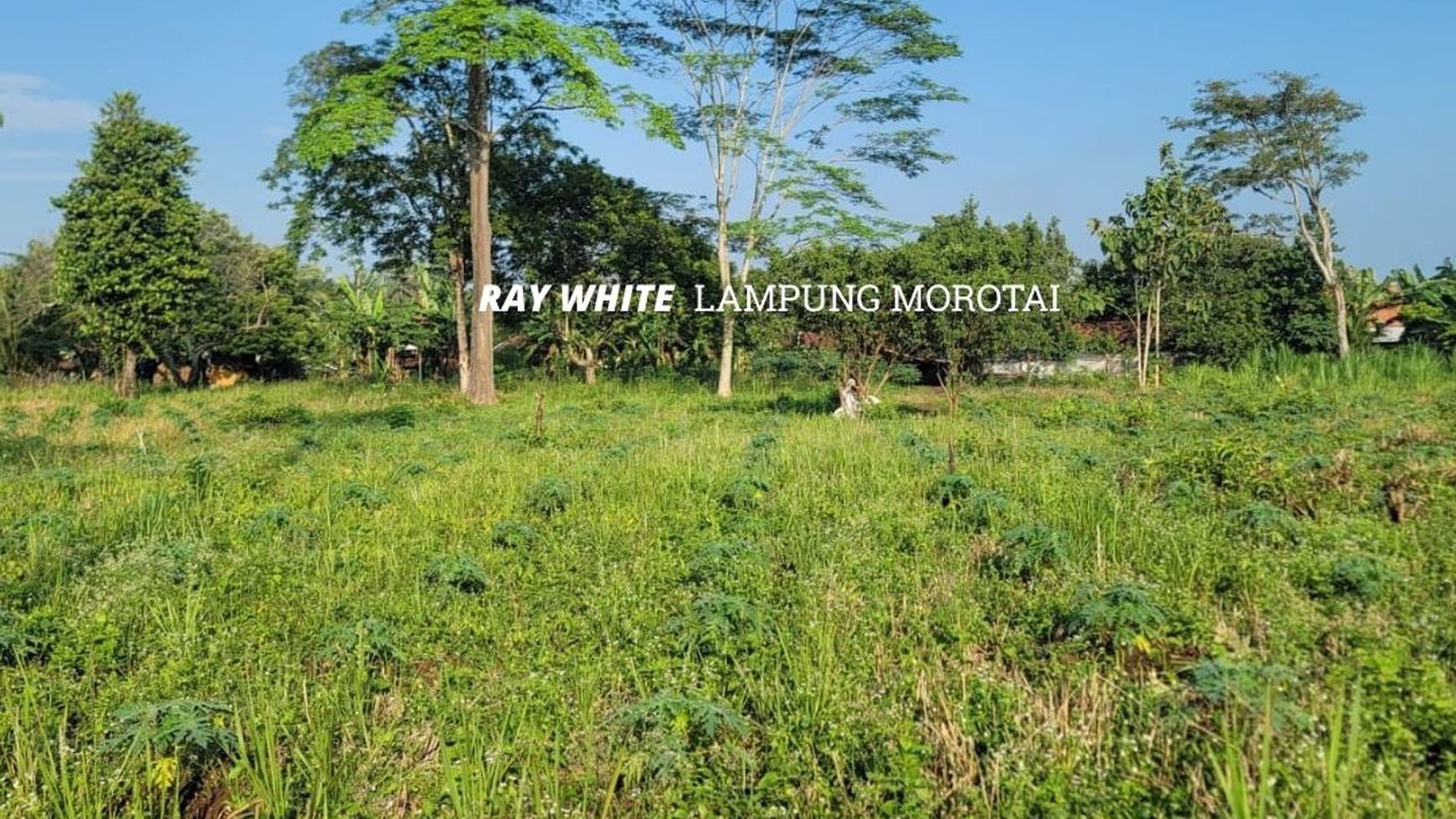 Tanah Jalan Kogop Natar Lampung