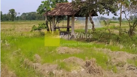 Dijual tanah di  Jati Agung Lampung Selatan