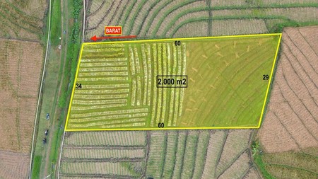 Land Freehold Ricefield View in Selemadeg Tabanan Bali
