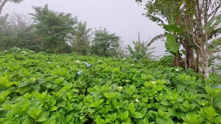 Land Freehold in Wanagiri Bedugul Bali
